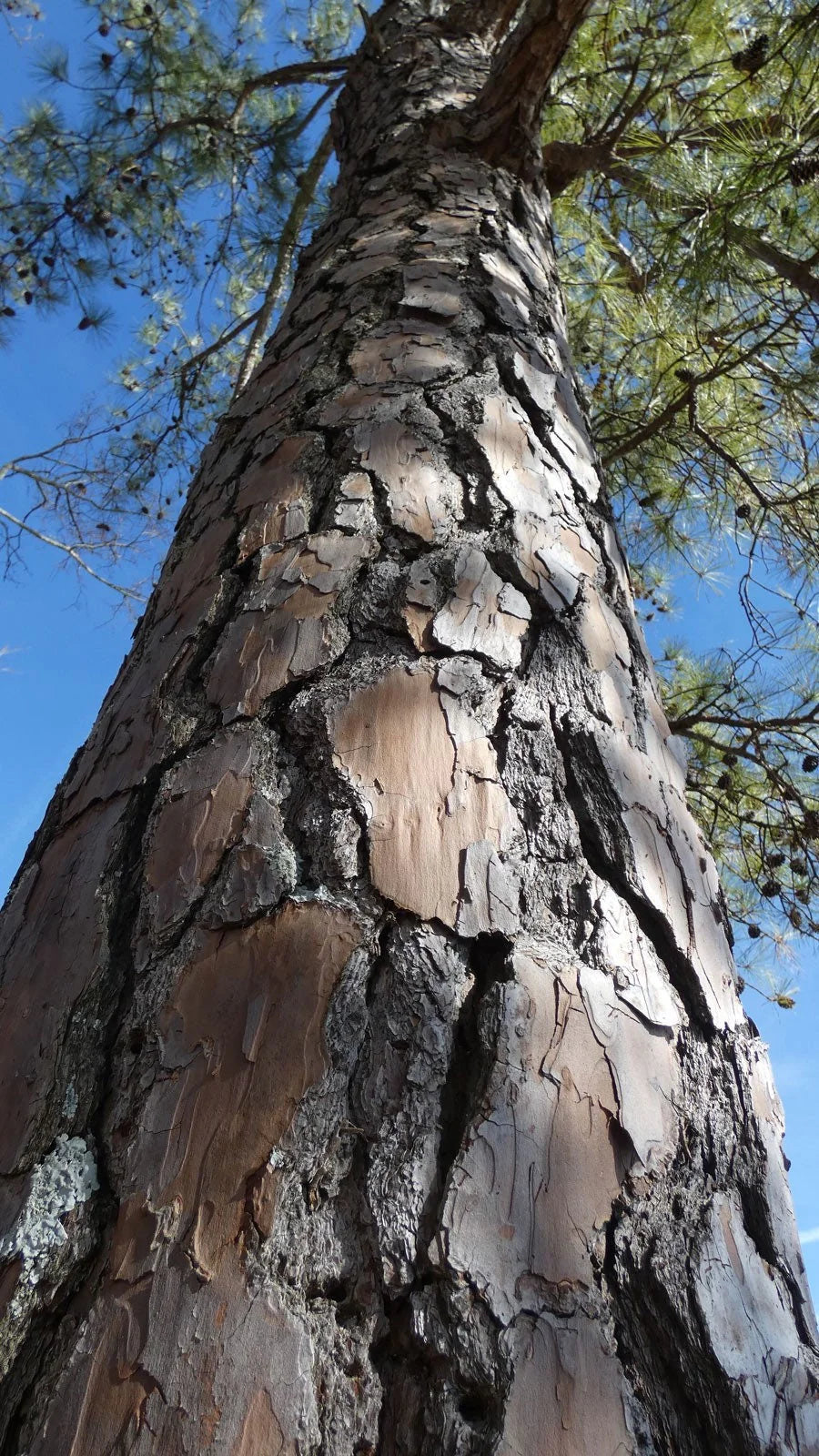 Pinus taeda --Improved Loblolly Pine--