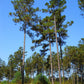 Pinus taeda --Improved Loblolly Pine--