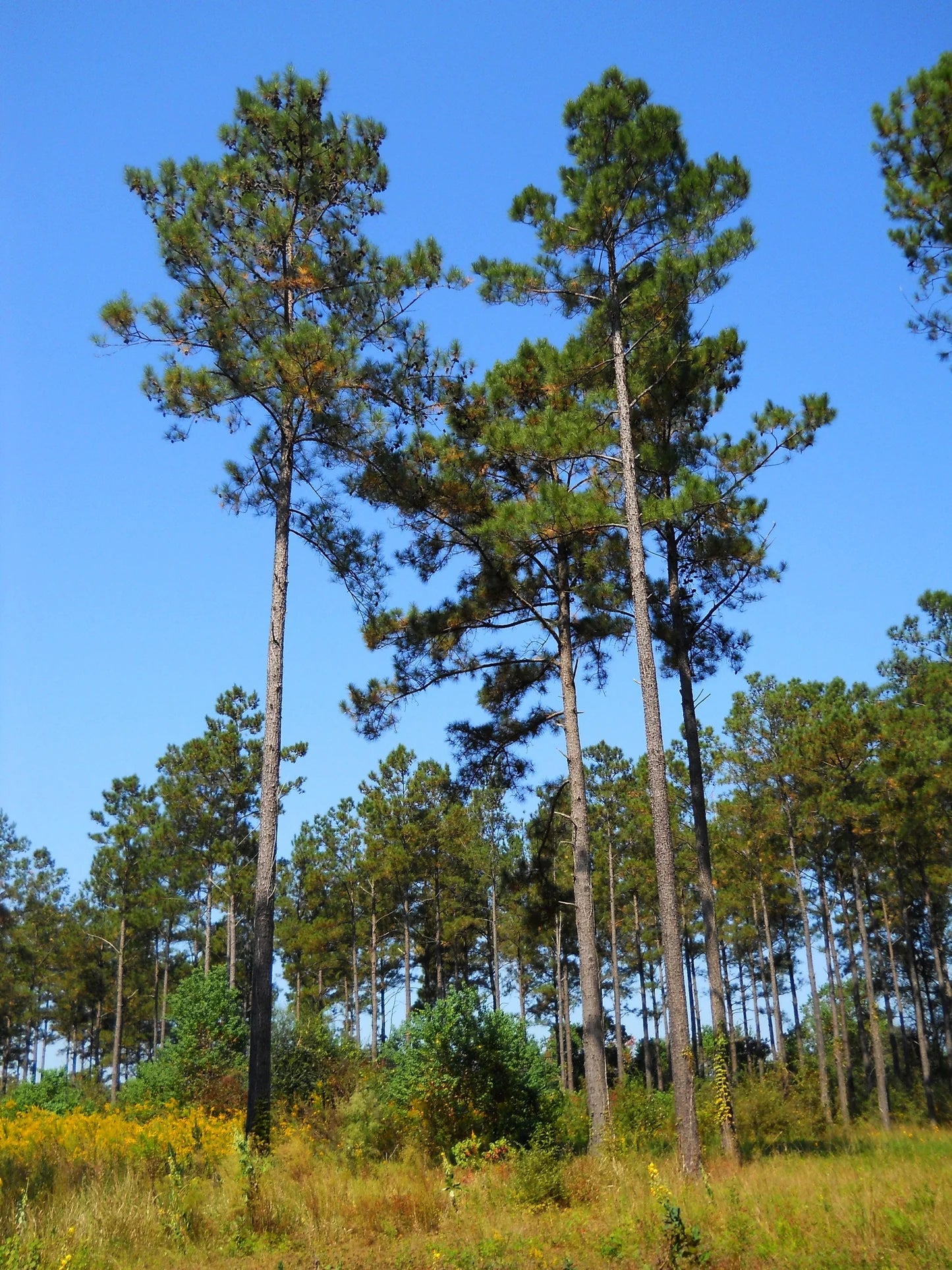 Pinus taeda --Improved Loblolly Pine--