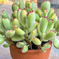 Cotyledon ladismithiensis --Bear's Paw--