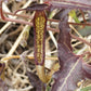Aristolochia watsonii --Watson's Pipevine--