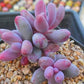 Pachysedum 'Ganzhou'