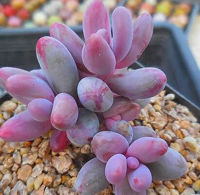 Pachysedum 'Ganzhou'
