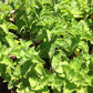 MINT 'Grapefruit' --Mentha piperita 'Grapefruit'--