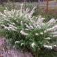 Salvia leucantha 'Danielle's Dream' --Mexican Bush Pink Sage--