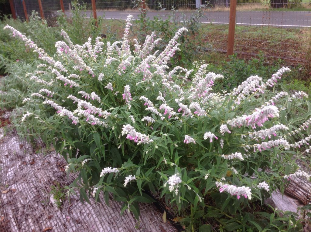 Salvia leucantha 'Danielle's Dream' --Mexican Bush Pink Sage--