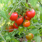 TOMATO 'Bellstar'