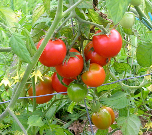 TOMATO 'Bellstar'