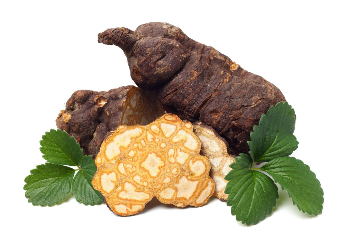 FO-TI --Polygonum multiforum--