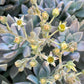 Graptopetalum paraguayense --Ghost Plant--
