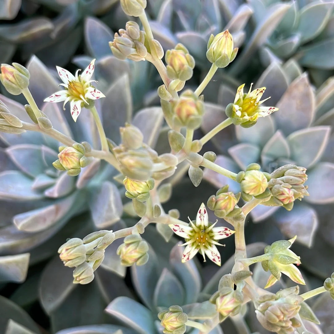 Graptopetalum paraguayense --Ghost Plant--