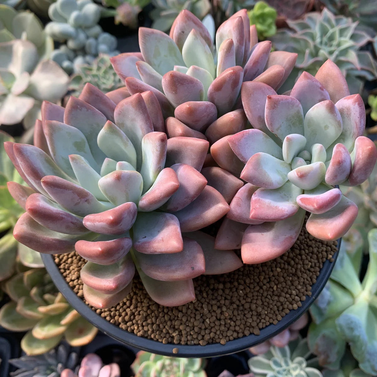 Graptoveria 'Opalina'