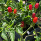 PEPPER 'Black Schumanville Grande' --Capsicum annuum--
