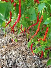 PEPPER 'Himo Togarashi'