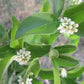 Citharexylum berlandieri --Berlandier's Fiddlewood--