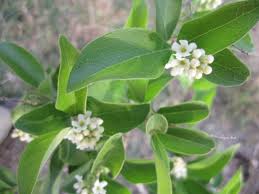 Citharexylum berlandieri --Berlandier's Fiddlewood--