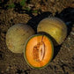 MELON 'Sweet Passion Cantaloupe'