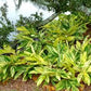 GINGER 'Variegated Shell' --Alpinia zerumbet 'Variegata'--