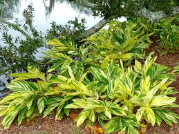 GINGER 'Variegated Shell' --Alpinia zerumbet 'Variegata'--