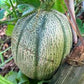 MELON 'Napoli Tuscan Muskmelon'
