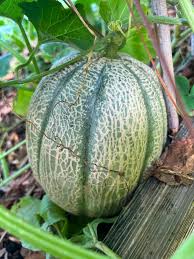 MELON 'Napoli Tuscan Muskmelon'