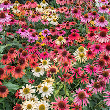 CONEFLOWER 'Cheyenne Spirit' --Echinacea hybrida--