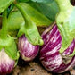 EGGPLANT 'Listada di Gandia'