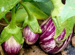 EGGPLANT 'Listada di Gandia'