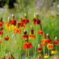 Ratibida columnifera --Yellow Mexican Hat--