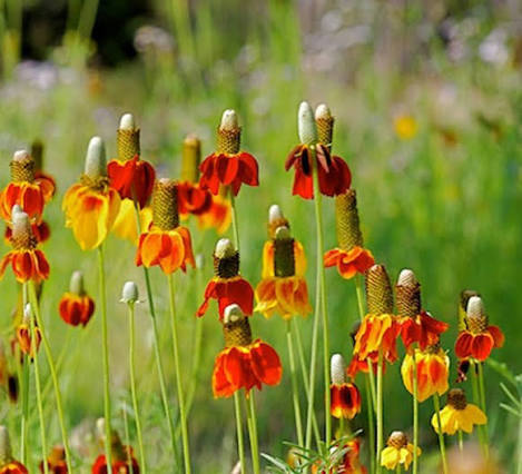 Ratibida columnifera --Yellow Mexican Hat--