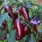 PEPPER 'Purple Jalapeño'