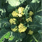 BROCCOLI 'Nine Star Perennial'
