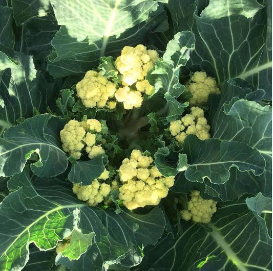 BROCCOLI 'Nine Star Perennial'