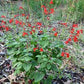 Salvia coccinea --Red Tropical Sage--