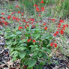 Salvia coccinea --Red Tropical Sage--