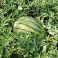 MELON 'Early Yellow Moonbeam Watermelon'