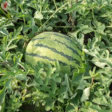 MELON 'Early Yellow Moonbeam Watermelon'