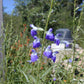 Salvia reptans --Slenderleaf Sage--