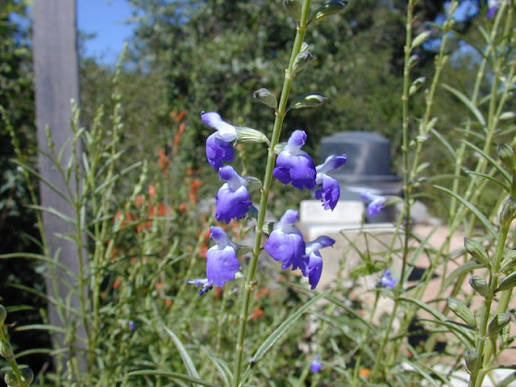 Salvia reptans --Slenderleaf Sage--