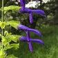 Salvia mexicana --Mexican Sage--