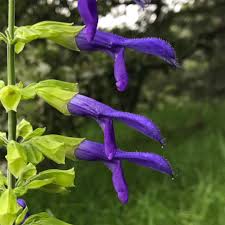 Salvia mexicana --Mexican Sage--