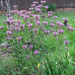 Monarda fistulosa x. bartlettii --Peter's Purple Beebalm--