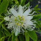 PASSIONFLOWER 'White' --Passiflora incarnata 'Alba'--