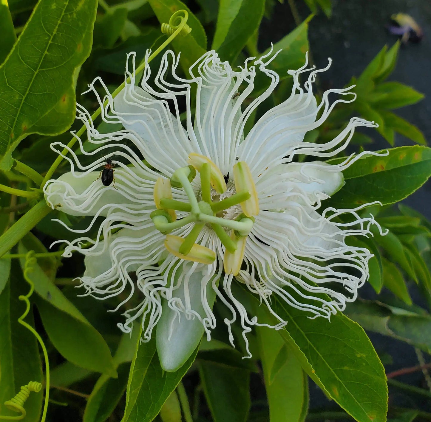 PASSIONFLOWER 'White' --Passiflora incarnata 'Alba'--