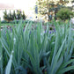 Iris germanica --Red Red Wine Bearded Iris--