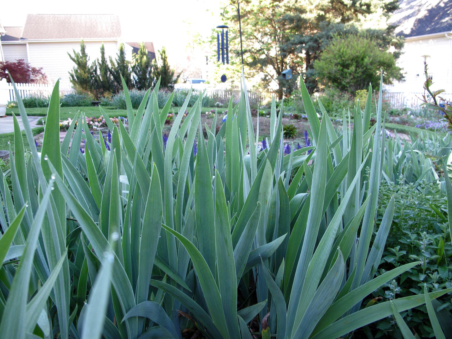 Iris germanica --Red Red Wine Bearded Iris--