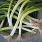ONION 'Ishikura' --Allium fistulosum--
