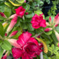 Adenium obesum --Red Desert Rose--