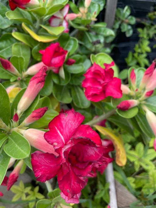 Adenium obesum --Red Desert Rose--