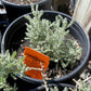 Santolina chamaecyparissus --Gray Lavender-Cotton--
